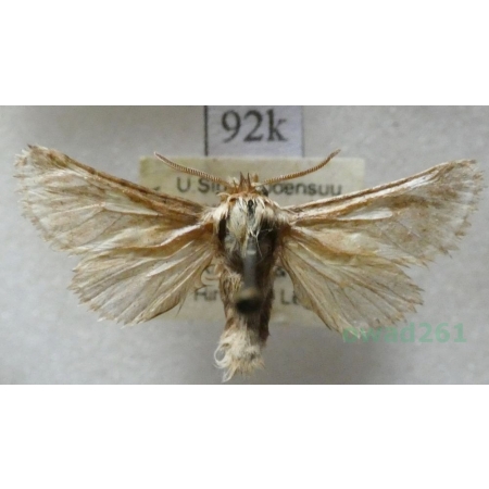 Dyspessa ulula (Borkhausen, 1790) Finland92k